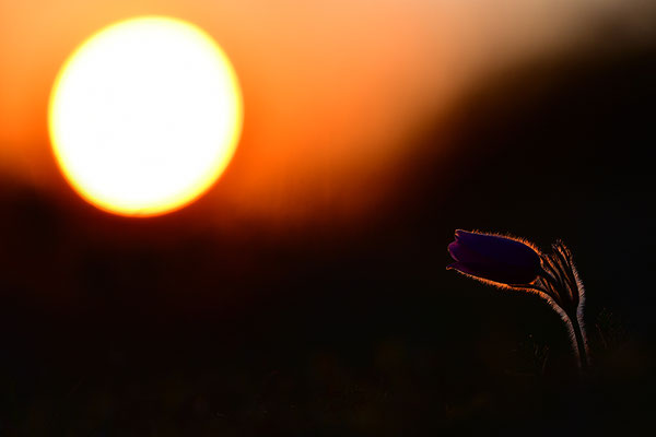 Küchenschelle im Abendlicht