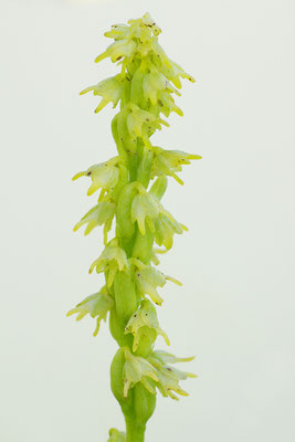 Honigorchis