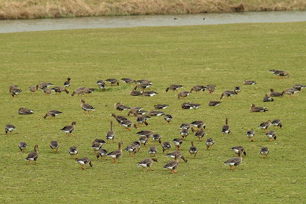 Blässgans auf Winteracker