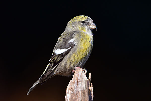 Bindenkreuzschnabel Weibchen
