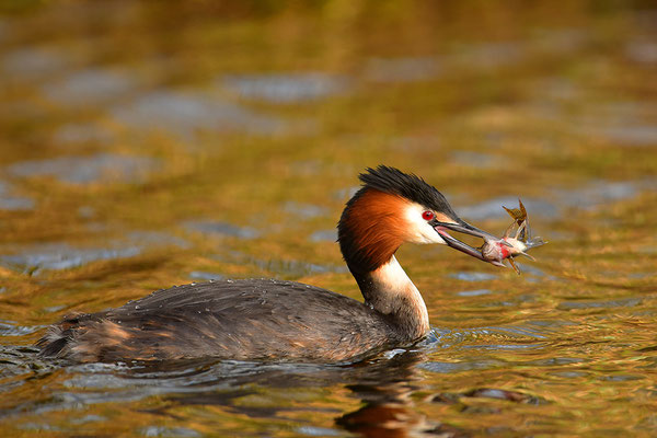 Haubentaucher mit erbeutetem Fisch