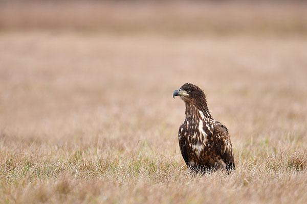 Seeadler