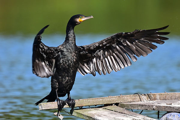 Kormoran