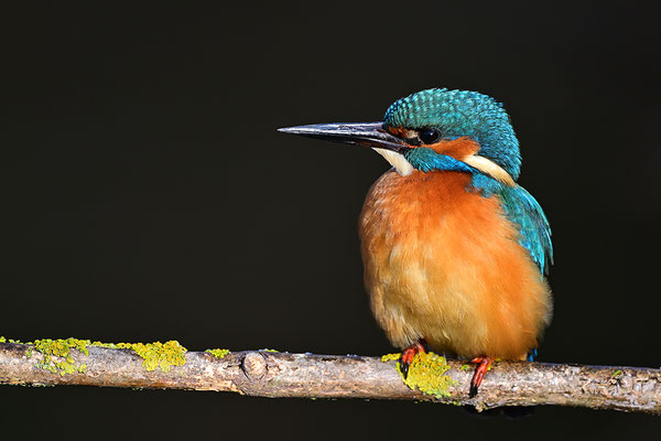 Eisvogel 