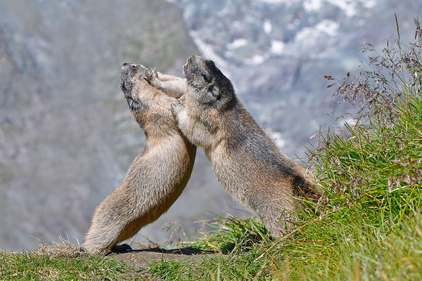 Murmeltiere im Kampf