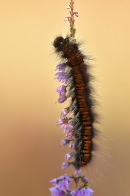 Brombeerspinner Raupe