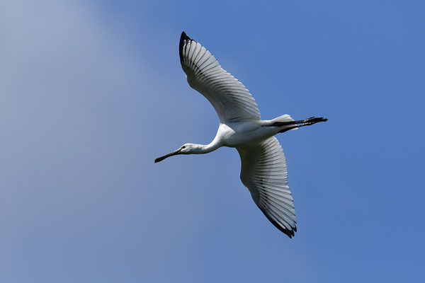 Löffler Jungvogel im Flug
