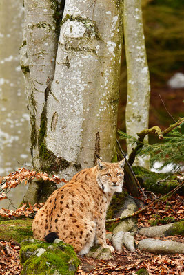 Luchs Nationalpark Bayrischer Wald Tierfreigelände Neuschönau
