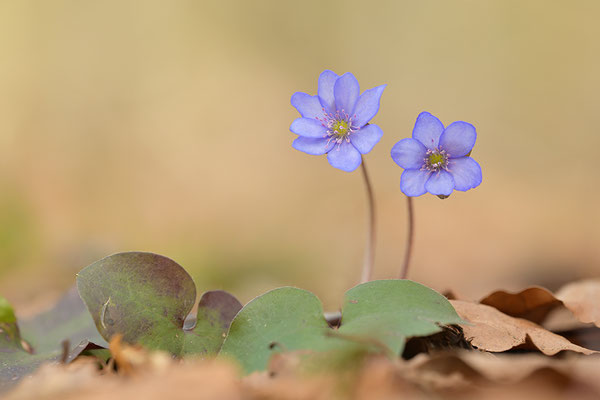 Leberblümchen