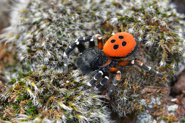 Rote Röhrenspinne, Männchen
