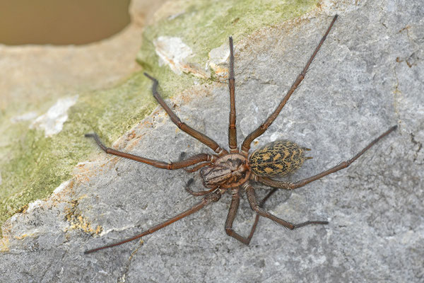 Große Winkelspinne, Hauswinkelspinne