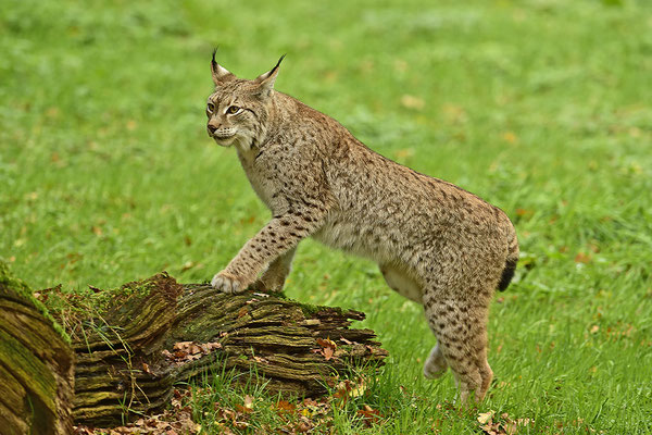 Luchs