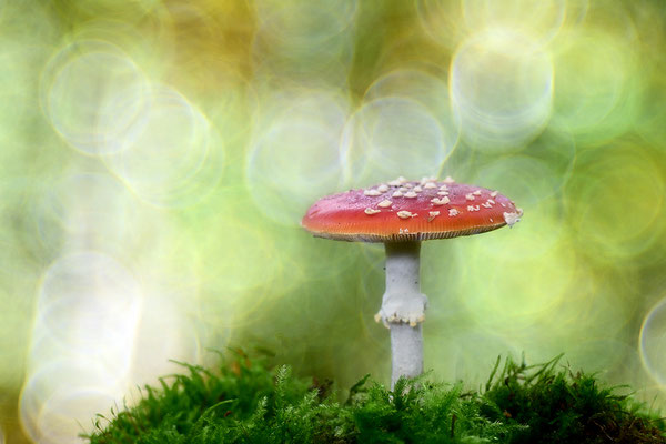 Fliegenpilz