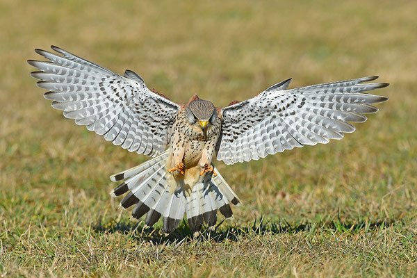Turmfalke im Anflug