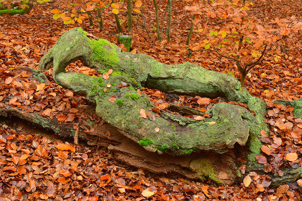 Urwald Sababurg