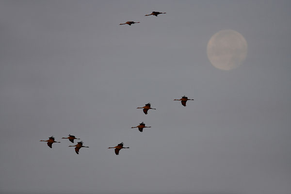 Kraniche im Flug vor dem Mond