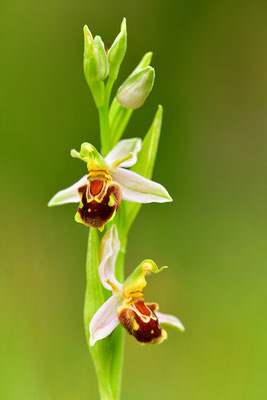 Bienenragwurz var. aurita