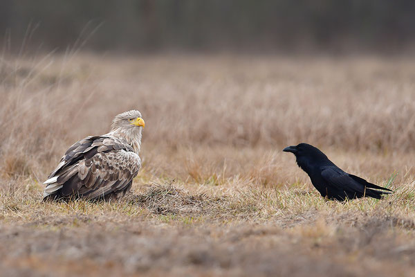 Seeadler Weibchen