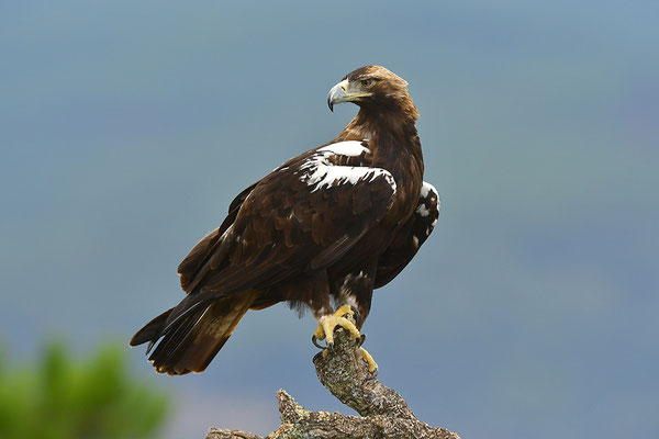 Kaiseradler
