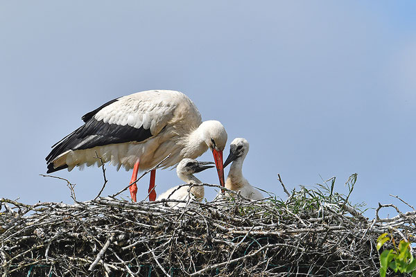 Weißstorch mit Jungvögeln am Nest