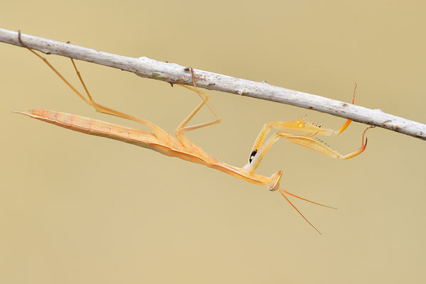 Gottesanbeterin subadult