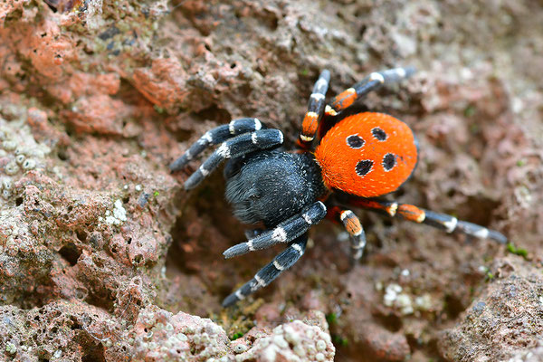 Rote Röhrenspinne, Männchen