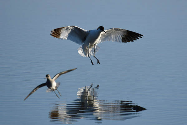 Säbelschnäbler im Flug
