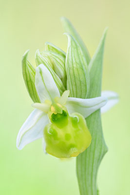 Gelbe Hummelragwurz flavescens