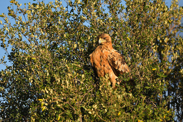 Kaiseradler Jungvogel