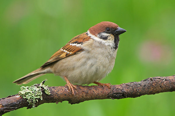 Feldsperling