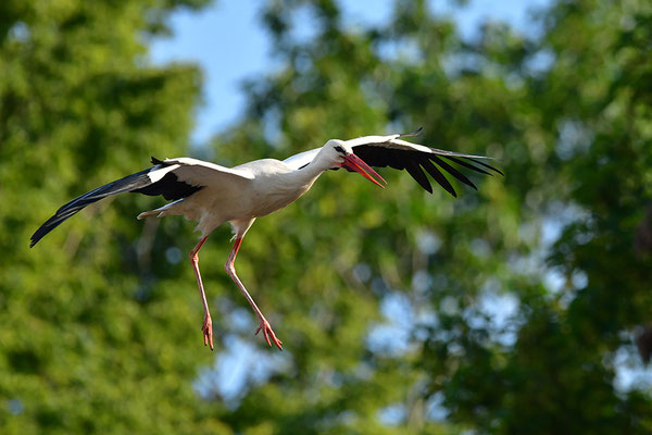 Weißstorch