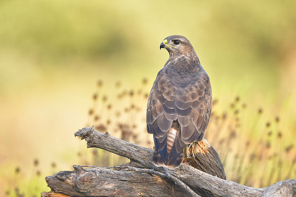 Mäusebussard