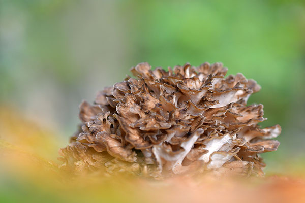 Klapperschwamm
