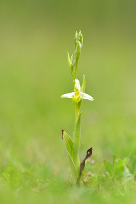 Gelbe Bienenragwurz flavescens