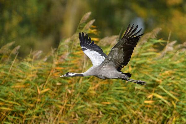 Kranich im Flug