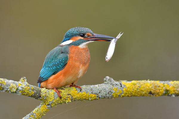 Eisvogel