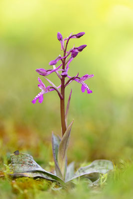 Sitia Knabenkraut