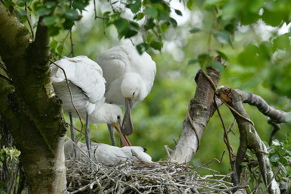Löffler Jungvögel im Nest