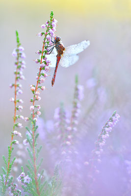 Blutrote Heidelibelle