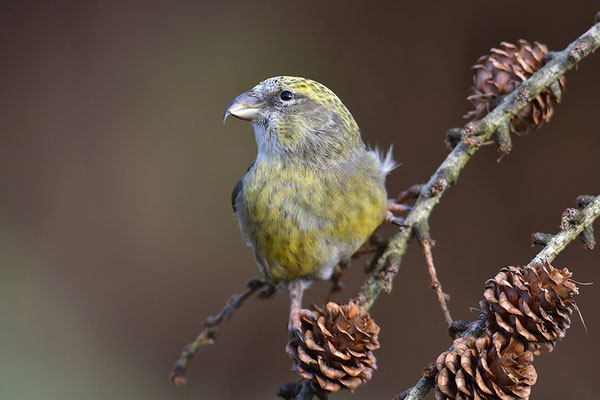 Bindenkreuzschnabel Weibchen