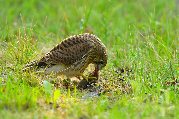 Turmfalke mit erbeutetem Feldhamster