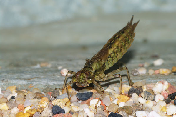 Großlibelle Larve