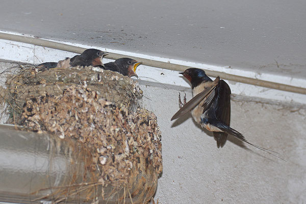 junge Rauchschwalben am Nest
