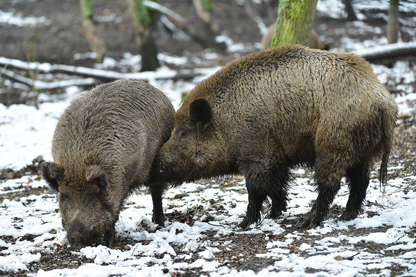 Wildschweine