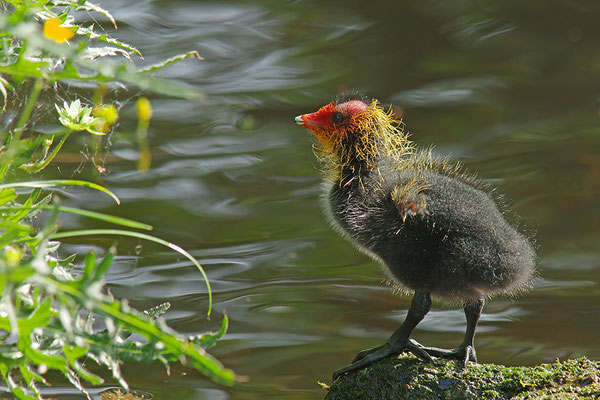Blässralle Jungvogel