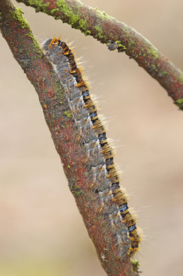 Raupe