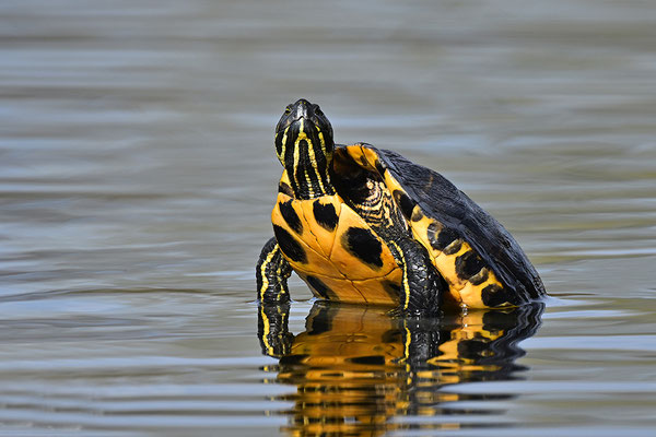 Gelbwangenschmuckschildkröte