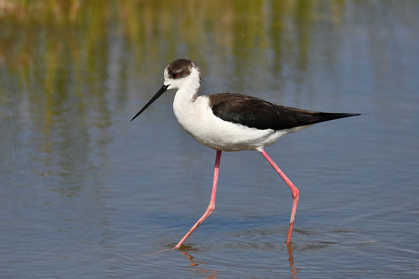 Stelzenläufer