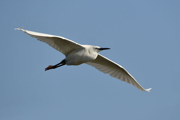 Seidenreiher im Flug