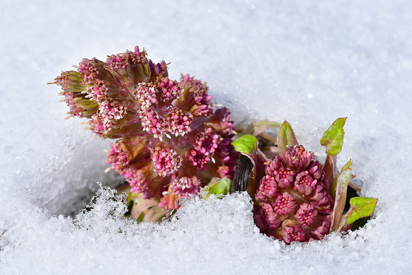 Rote Pestwurz im Schnee